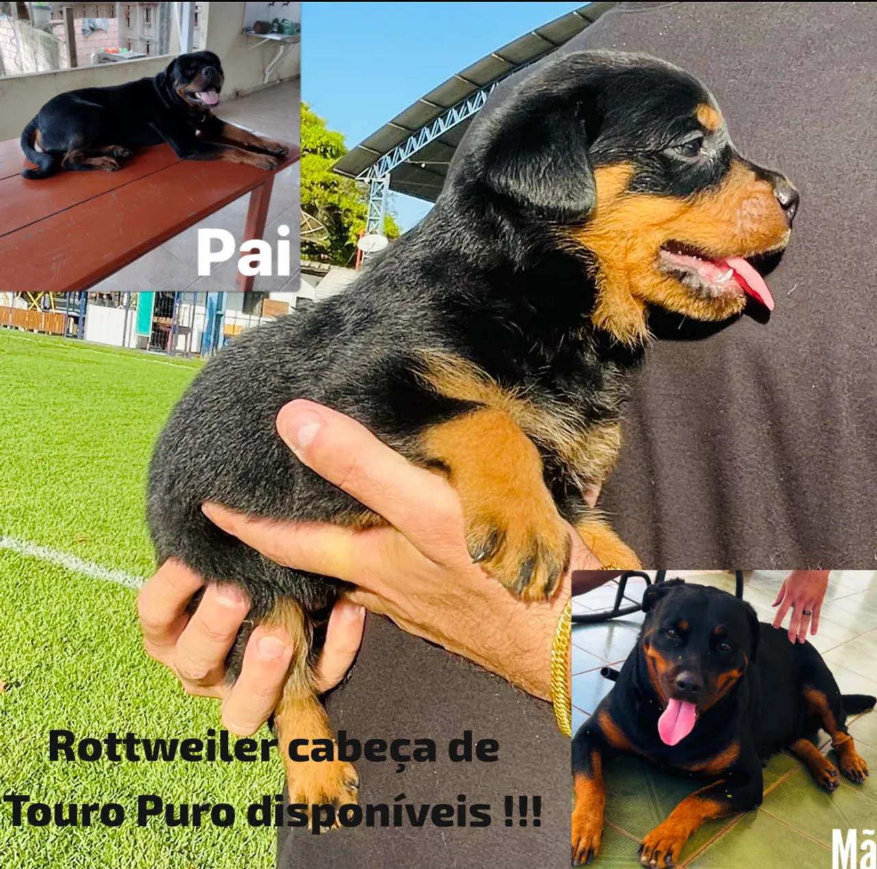 Filhotes Rottweiler Cabeça de Touro Puros