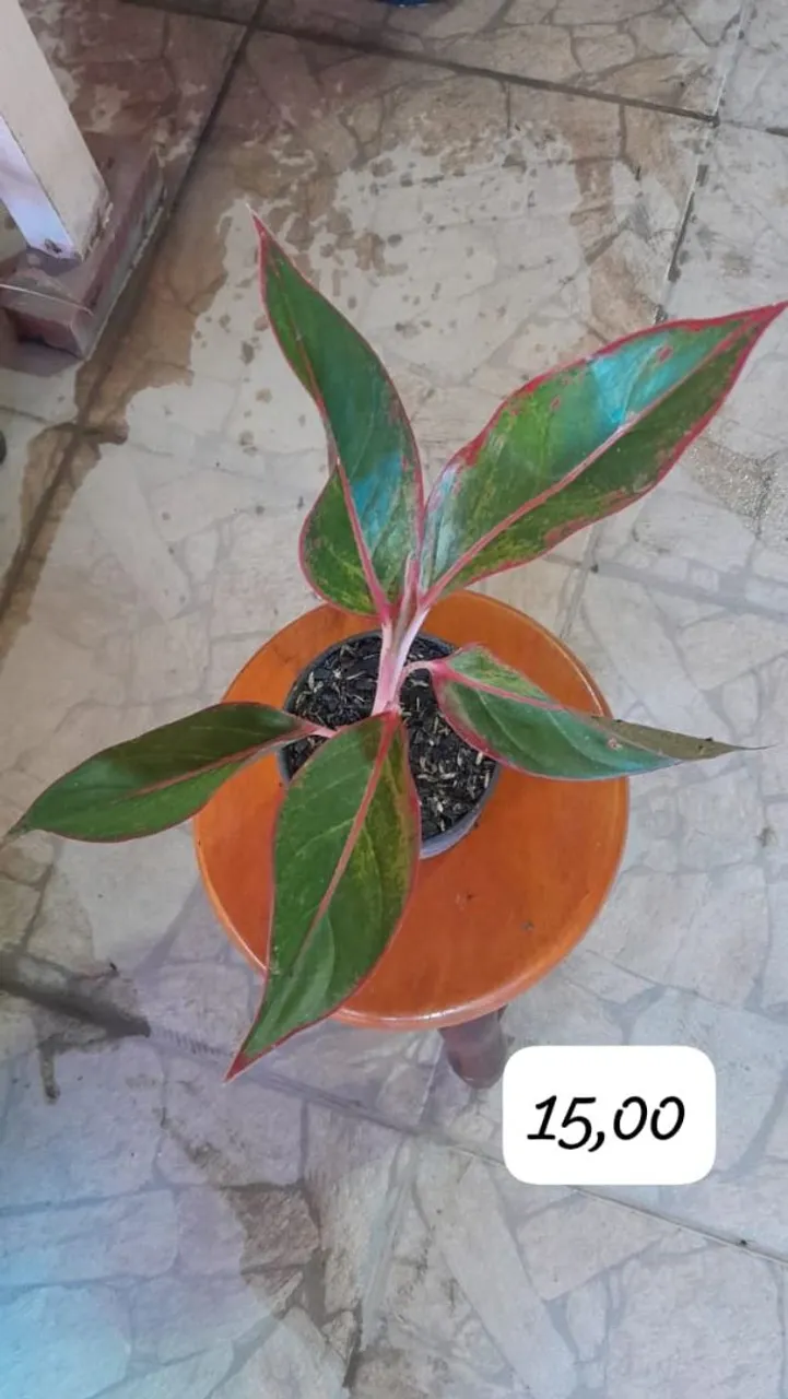 Planta Aglaonema