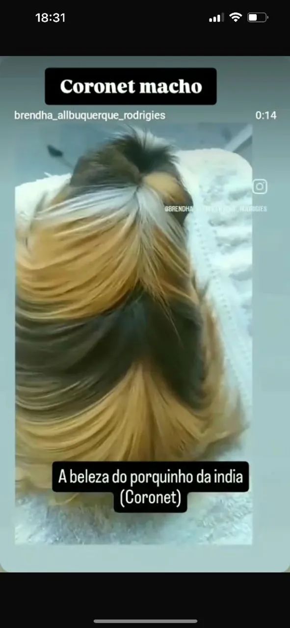 Porquinho da india Coronet  - Foto 3