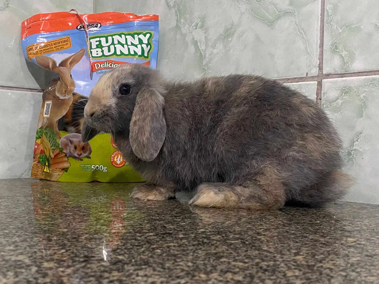 Filhote de Mini Lop Uruguaio