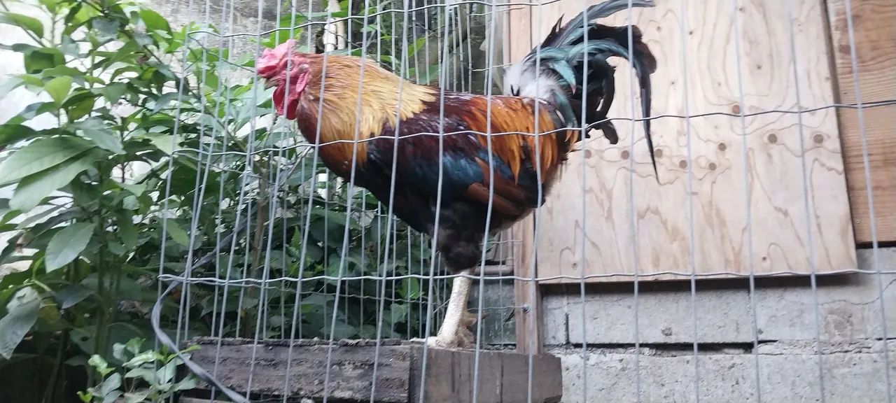 Vendo lindo galo