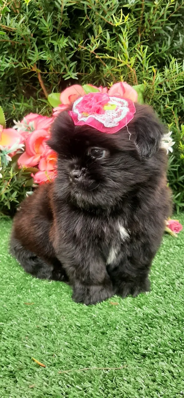 Linda Baby Shih-tzu Pretinha Sólida entrego vacinada e entrega gratuita.