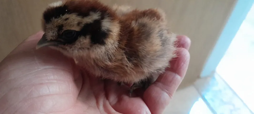 Pintinhos de Sedosa do Japão