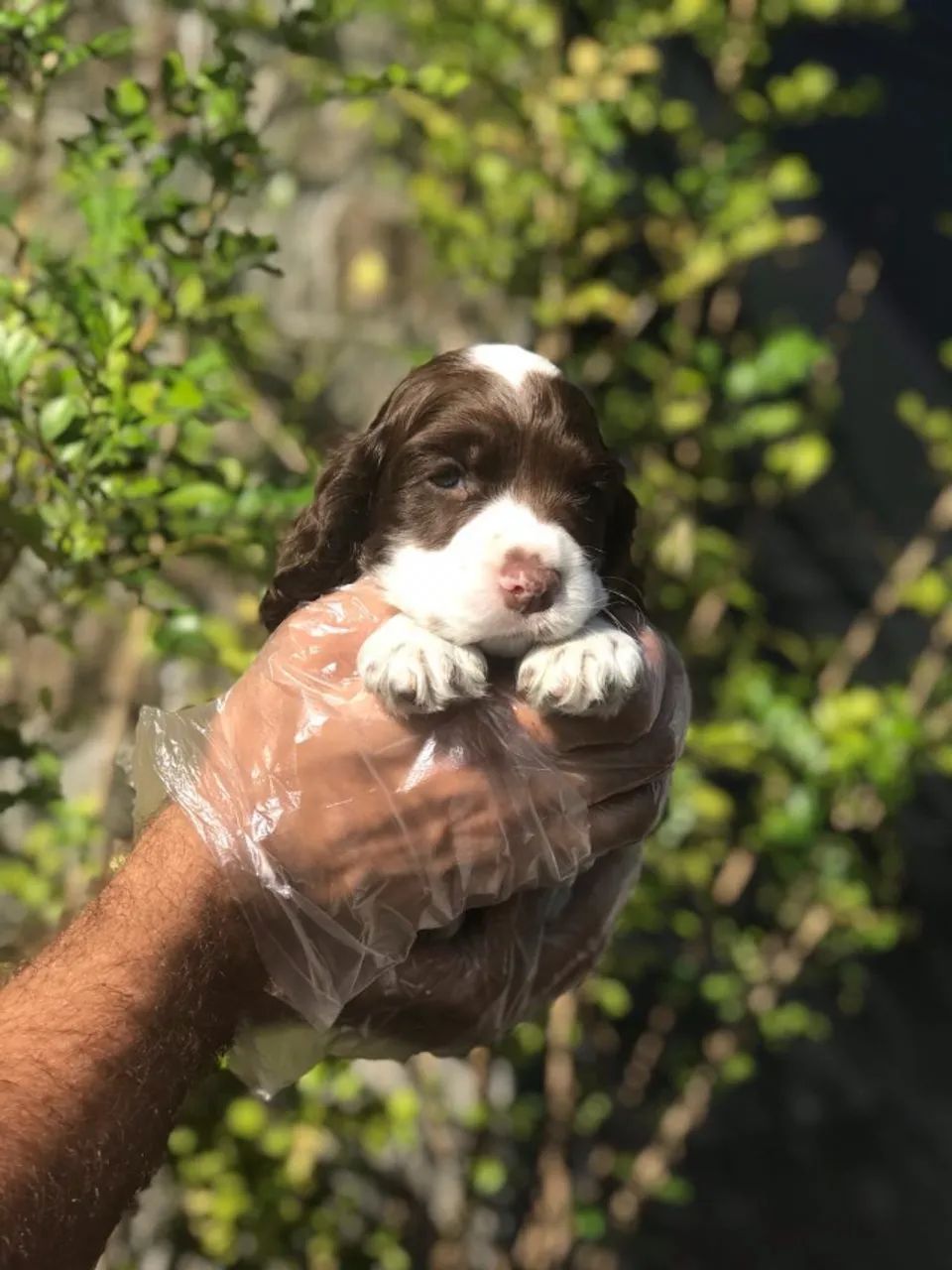 Cocker Spaniel ingles pronta entrega  - Foto 5