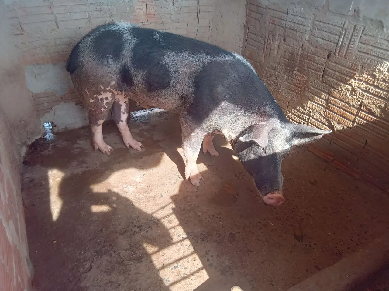 Porco e porca pietran -venda
