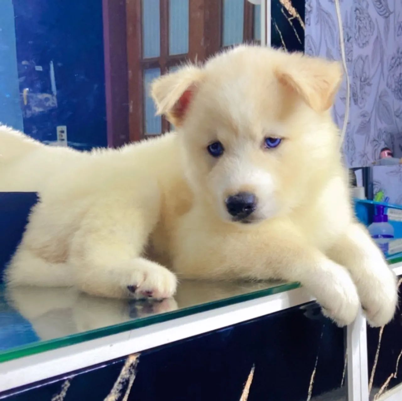 Filhote fêmea de husky siberiano, linhagem pura  - Foto 5