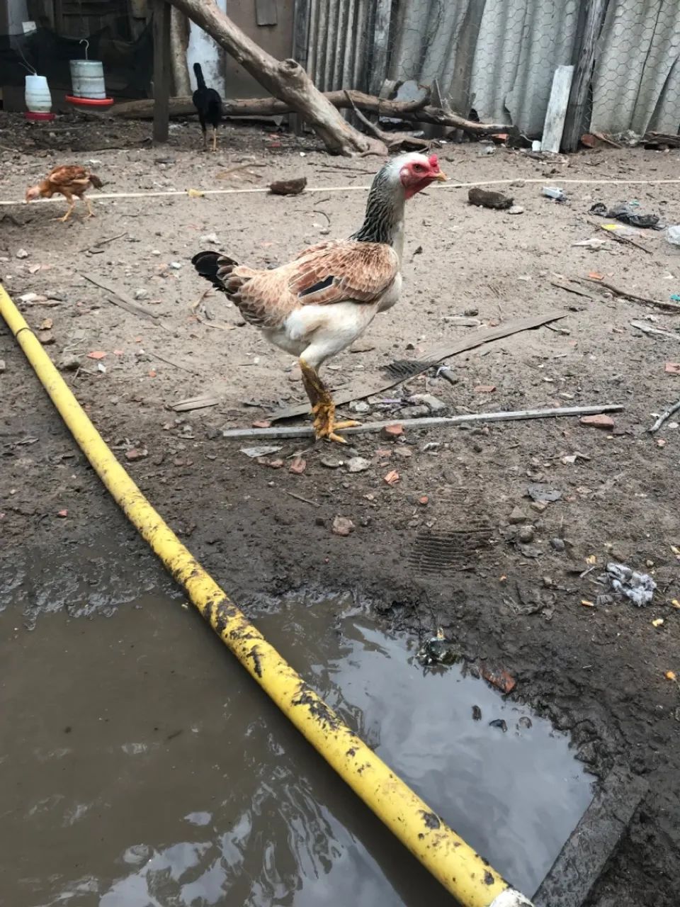 Galinhas caipiras - Foto 5