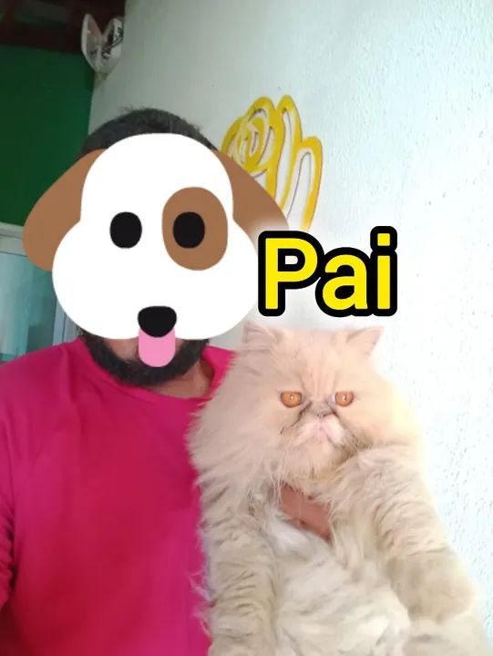 Persa mestiço (British long hair) - Foto 4