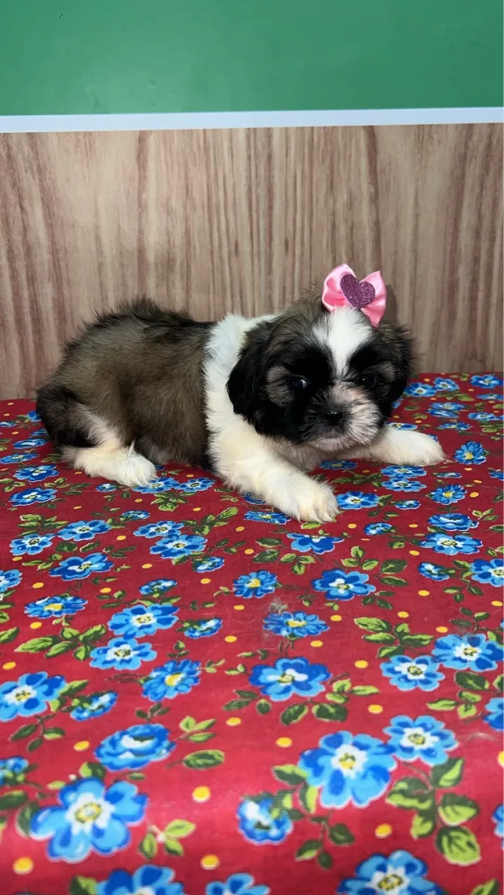 Filhote Shih Tzu fêmea