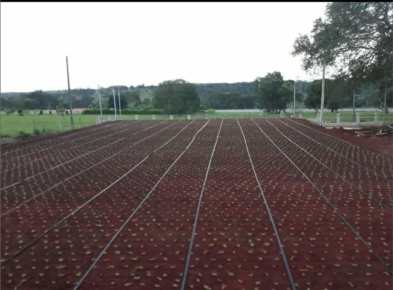 Gramas apartir de 6,99 ó m2 já plantado! - Foto 2