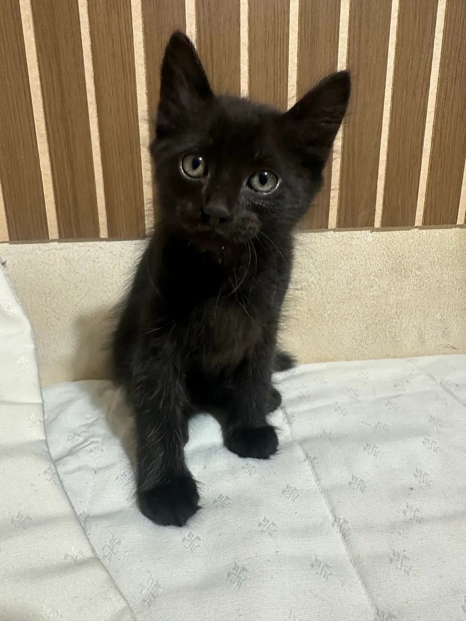 Doa-se lindos filhotes de gatos  - Foto 4