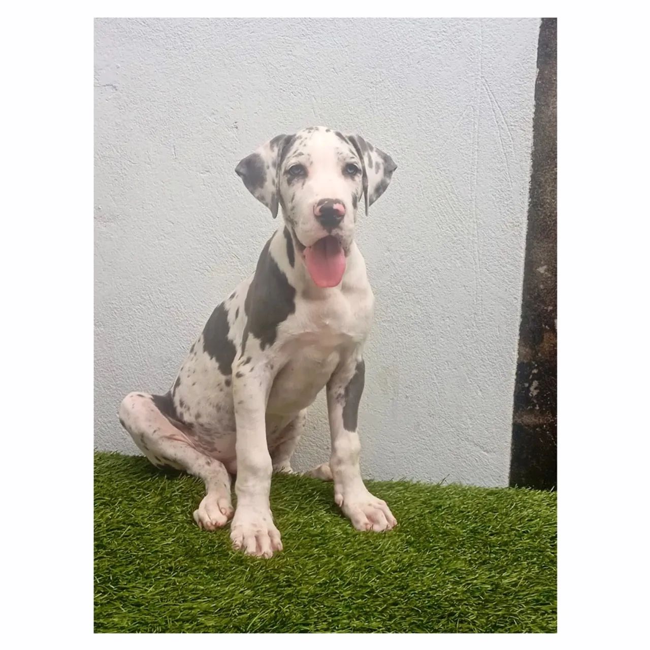  Dogue Alemão Macho