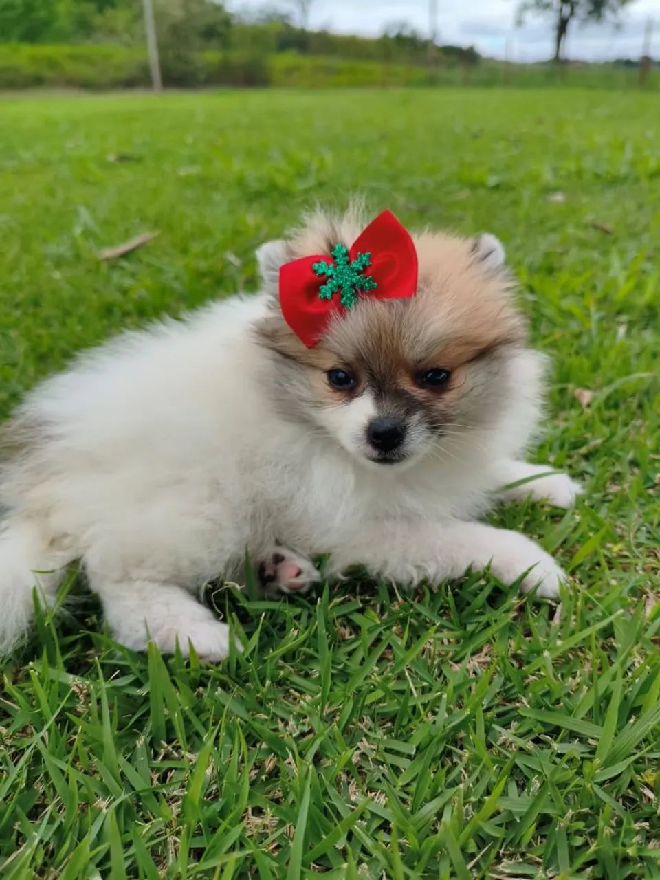 Filhote de spitz disponível fêmea anão - Foto 4