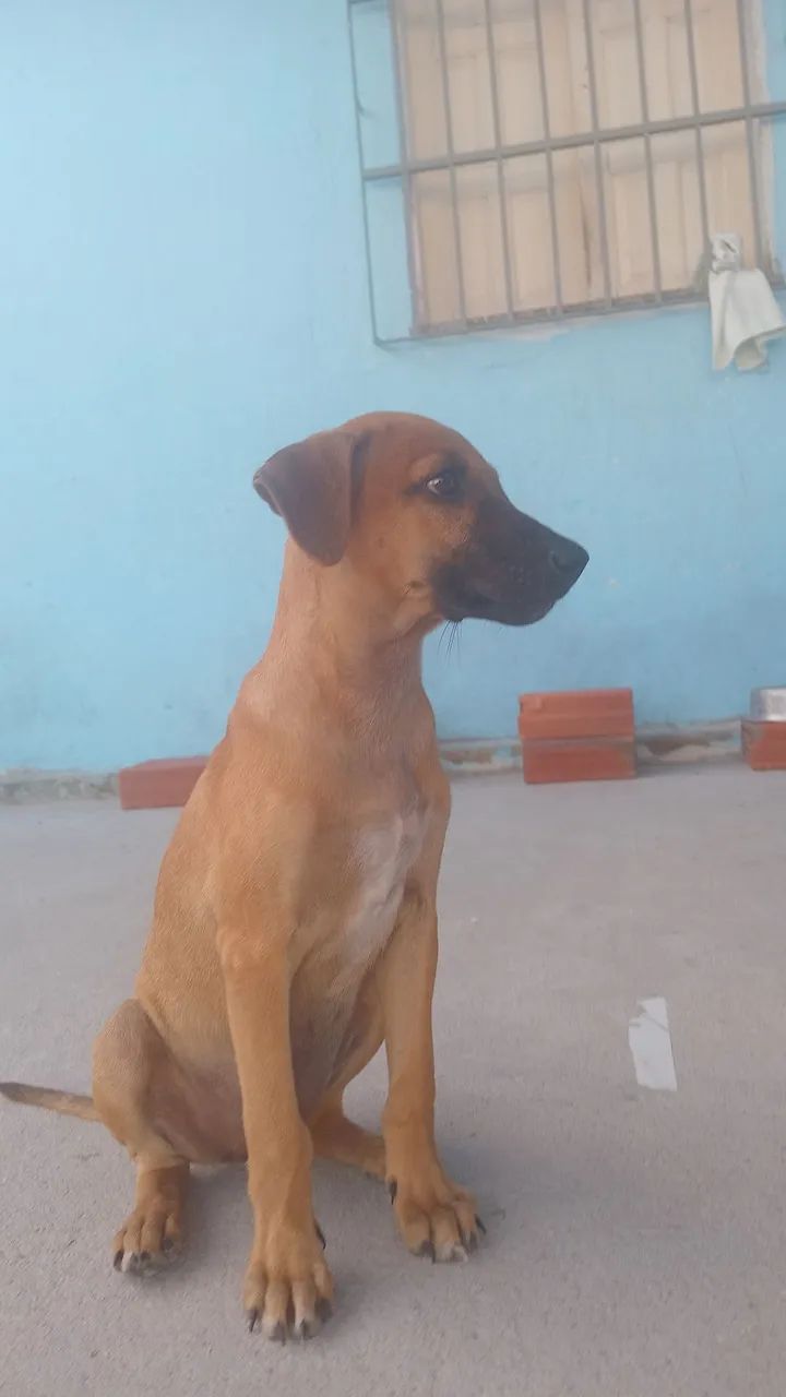 Adoção filhote  - Foto 5