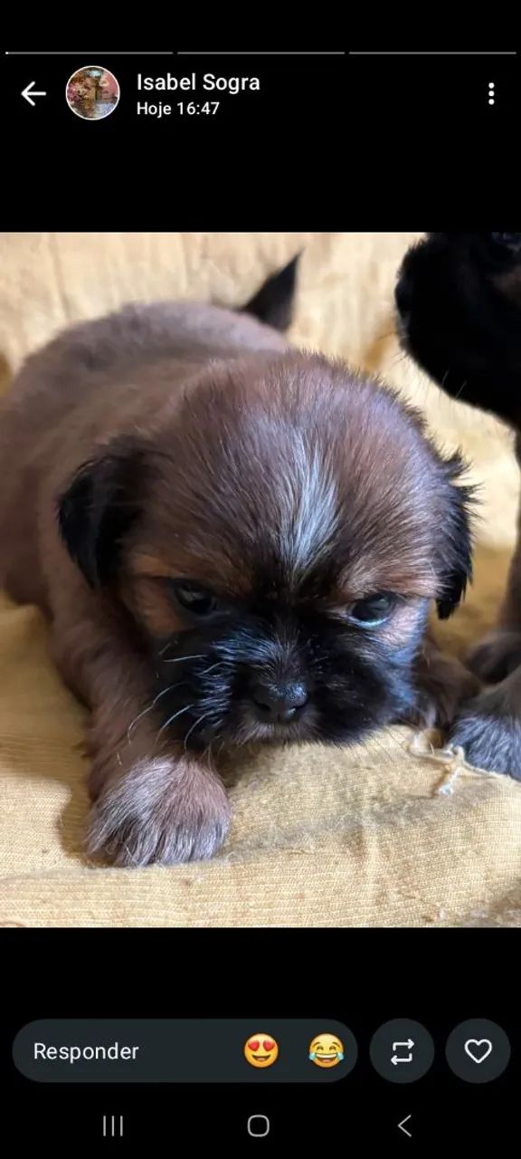 Cachorro  - Foto 3