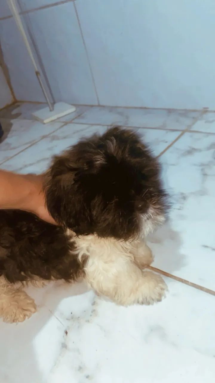 Shih Tzu