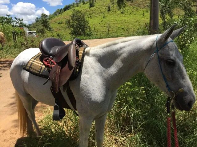 Égua Mangalarga Marchador  - Foto 2