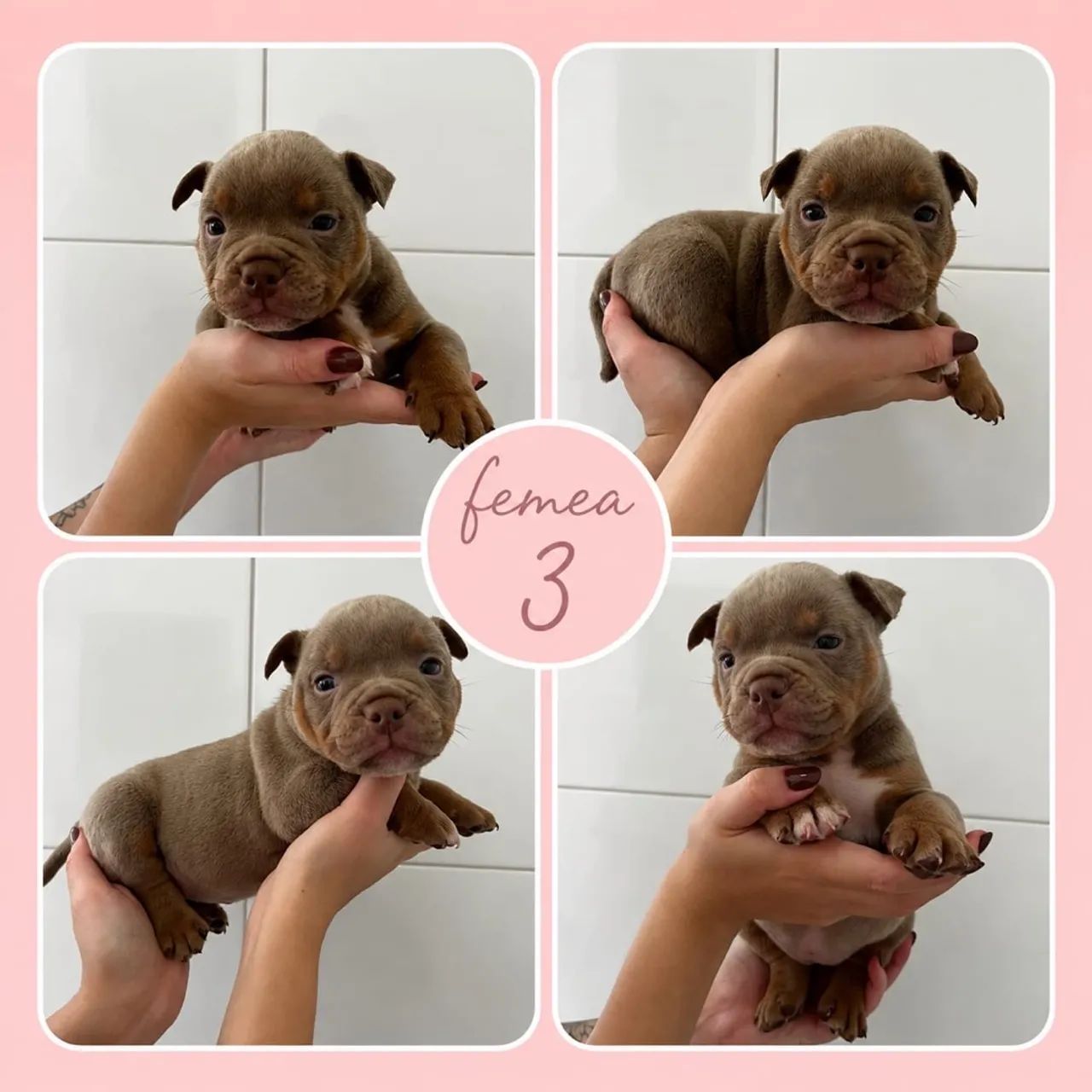 Filhotes american bully micro  - Foto 3