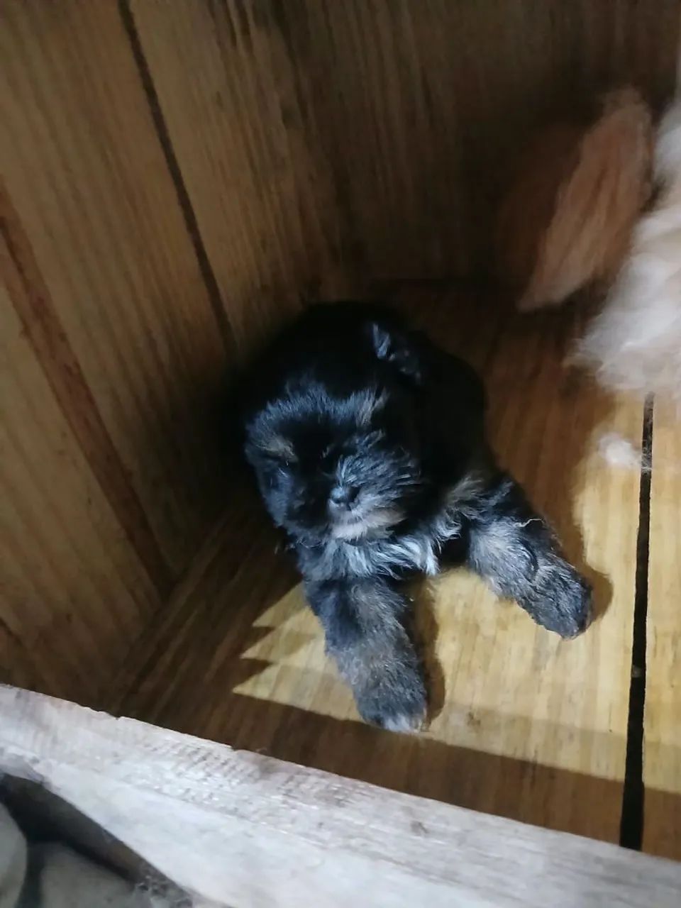 Shitzu com lulu