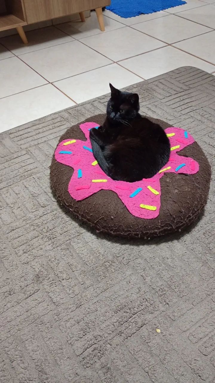 DOADO Gato para doação 