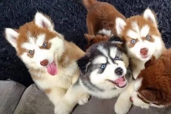 Husky puros e bem tratados 