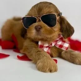 Lhasa Apso,Lhasa Apso Filhote Selecionado Alta Procedência