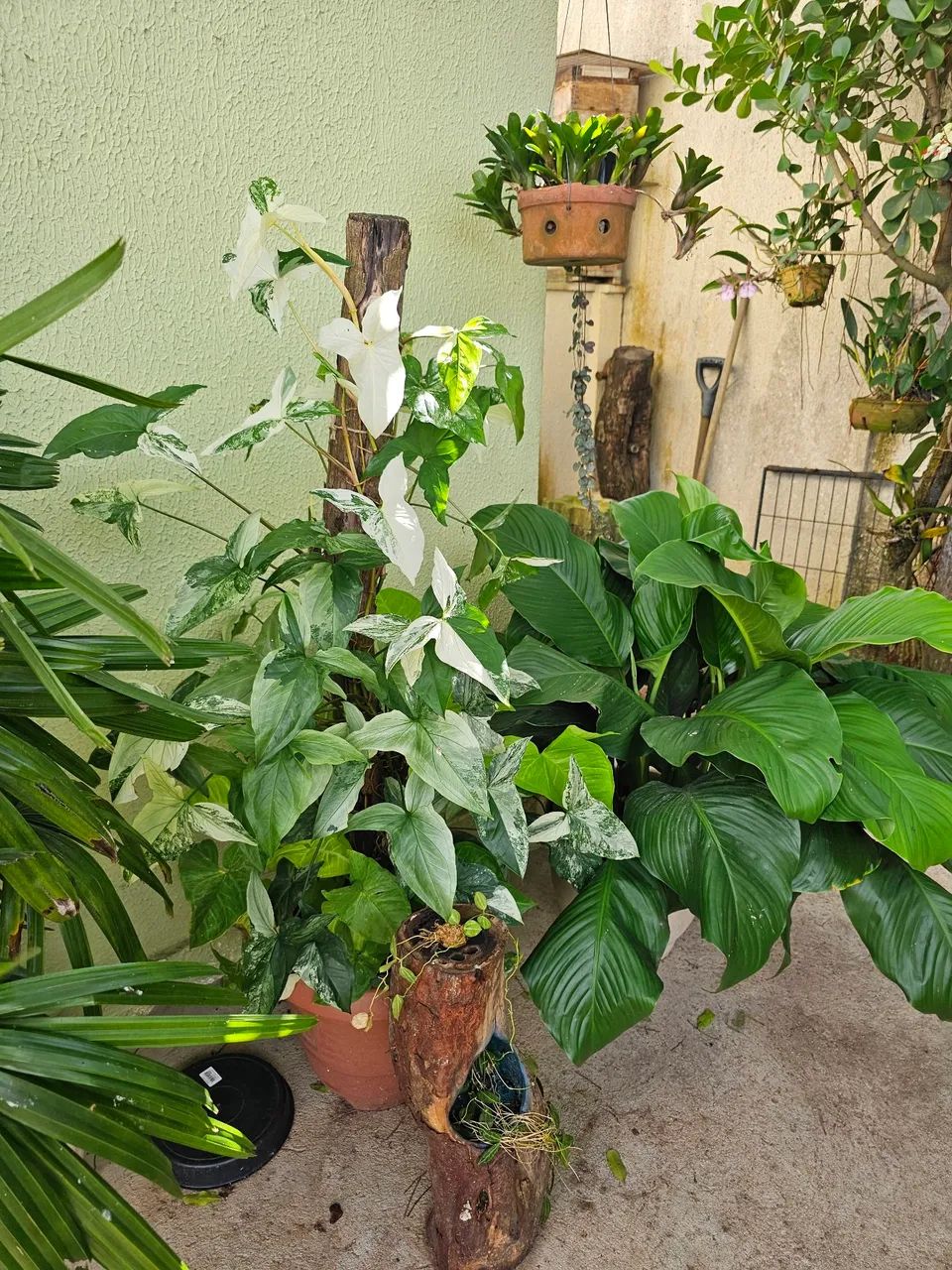 Plantas