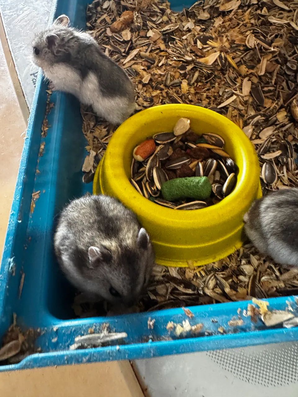 Hamster anão russo  - Foto 2