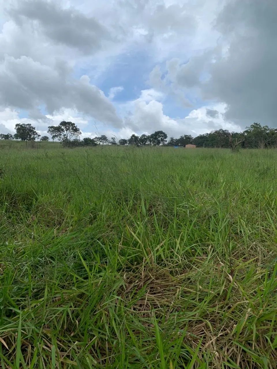 Chácara de 6 hectares próximo à Cristianopolis com córrego! - Foto 3