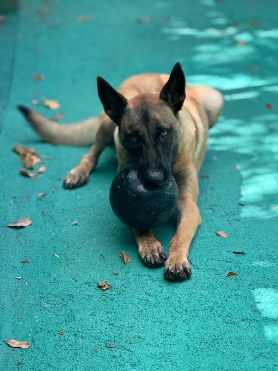 Doação Pastor Malinois - Foto 2