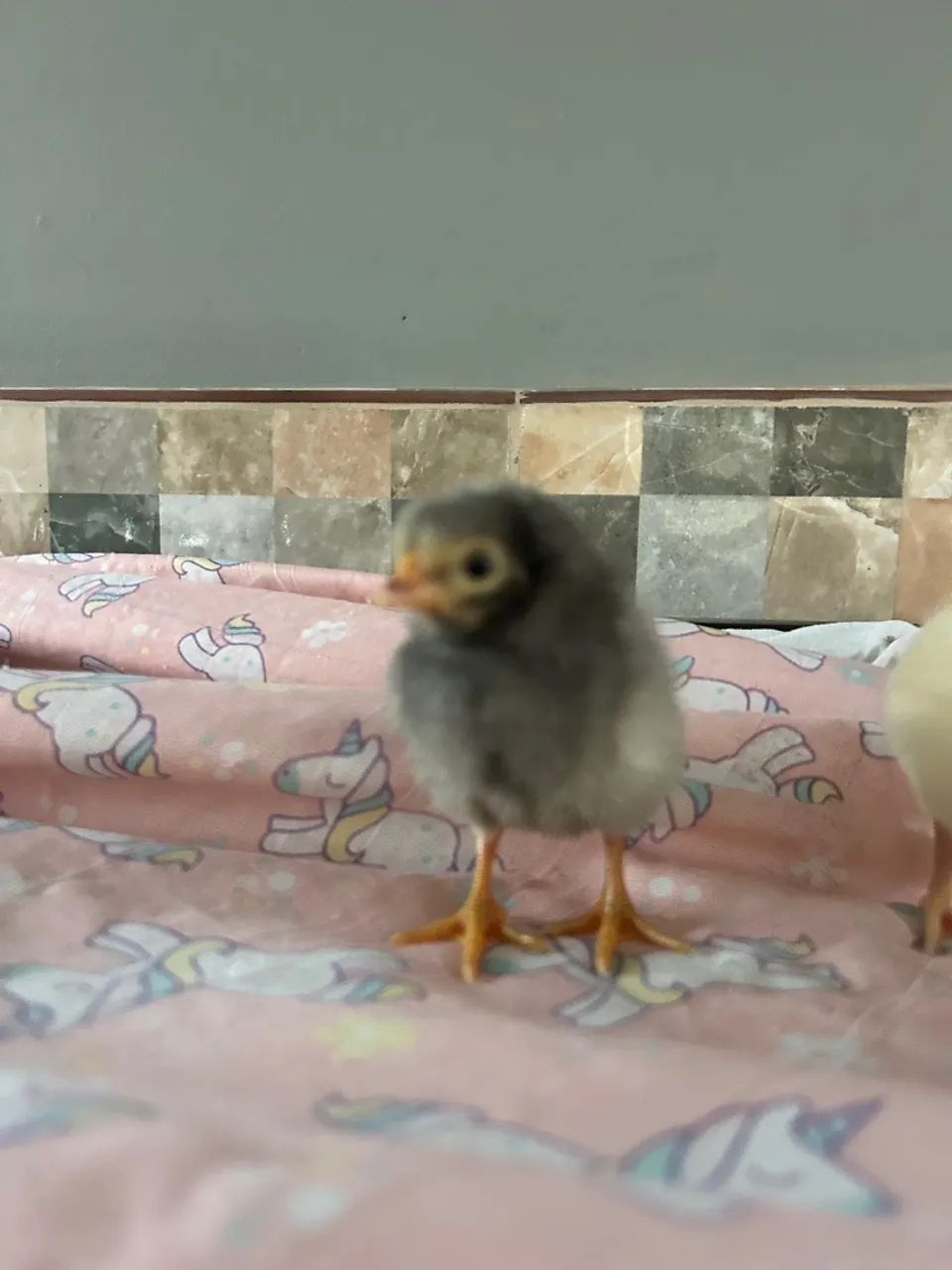 Pintinhos de galinha caipira - Foto 4