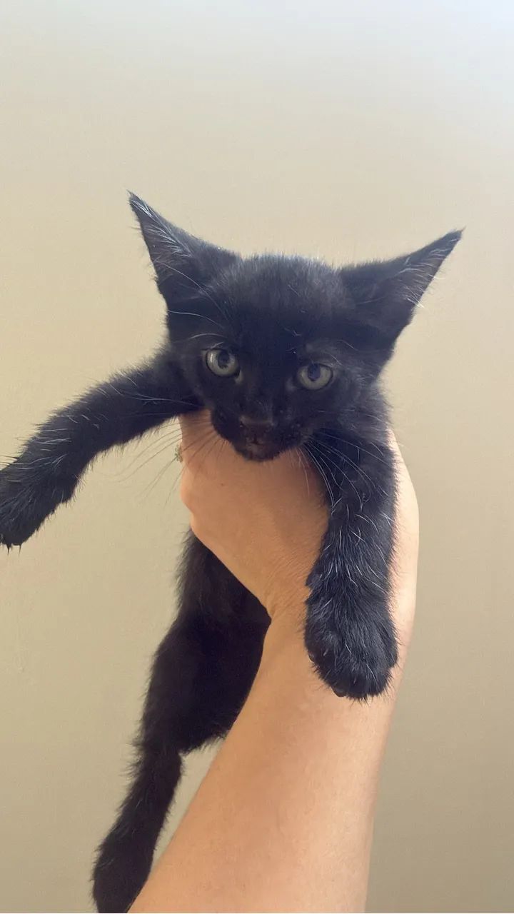 Gatos doação  - Foto 2