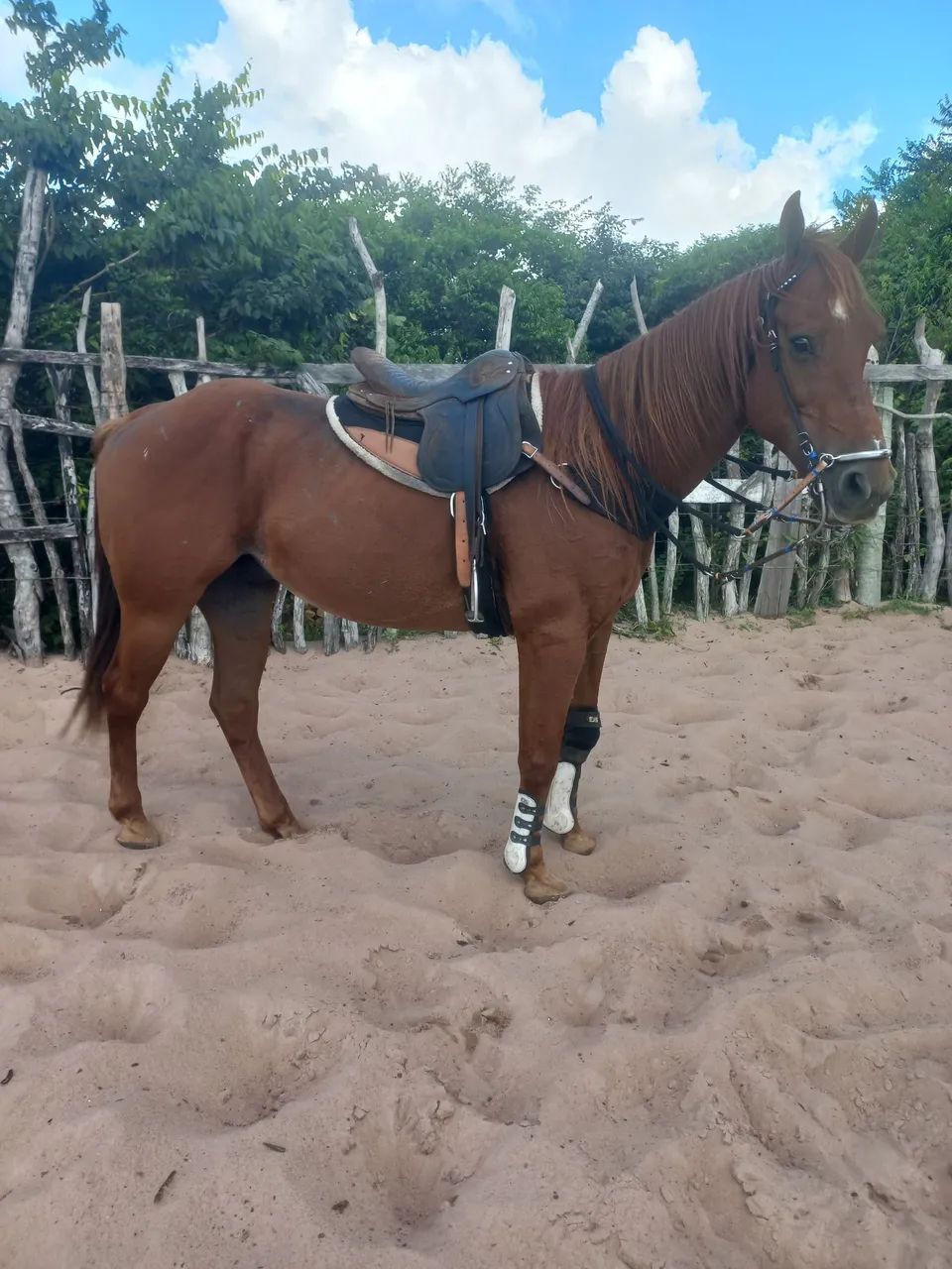Cavalo de direita - Foto 2