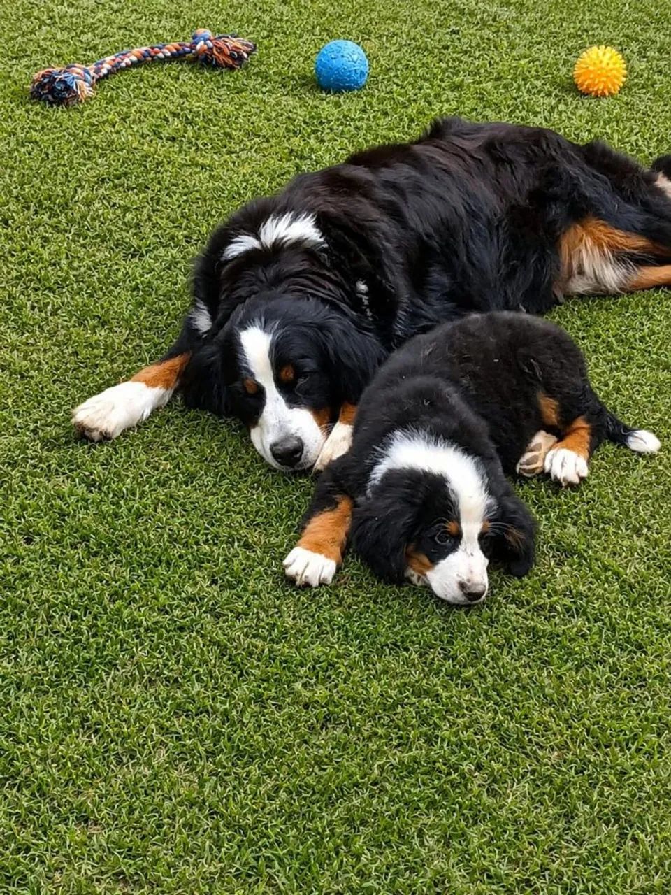 Filhotes de bernese - Foto 2