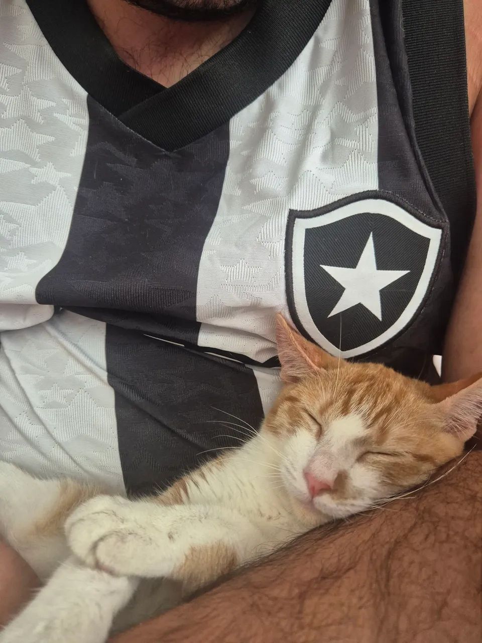 Gatinho macho para adoção RJ