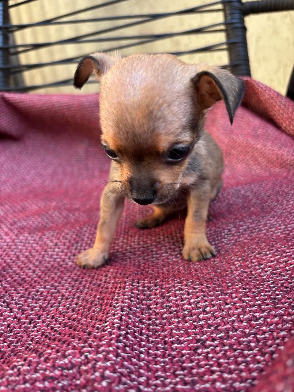Pinscher fêmea  - Foto 3
