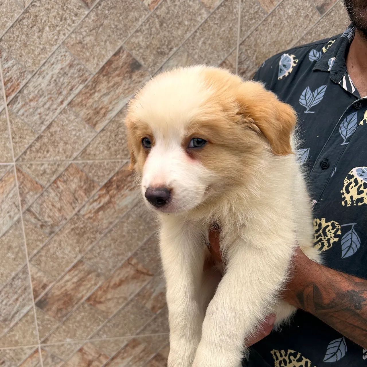 Filhote de Border collie (vermelho australiano) - Foto 2