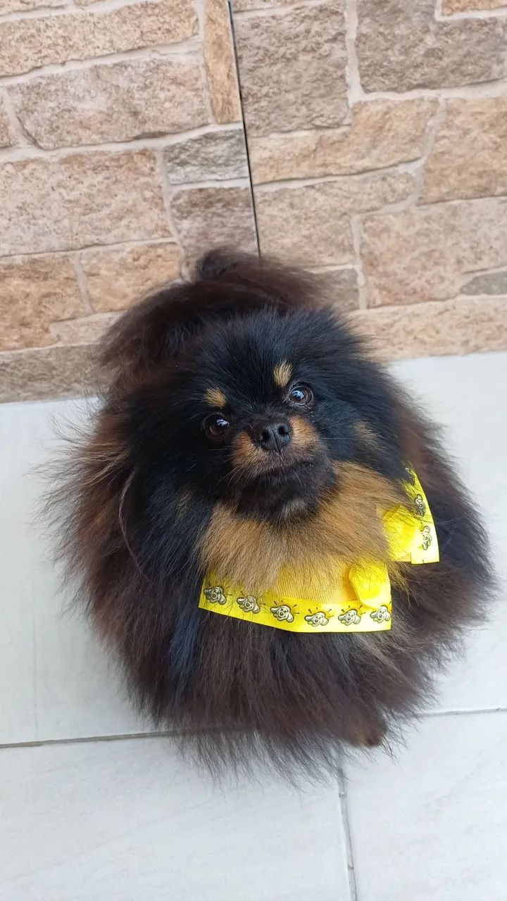 Spitz Alemão anão  - Foto 2