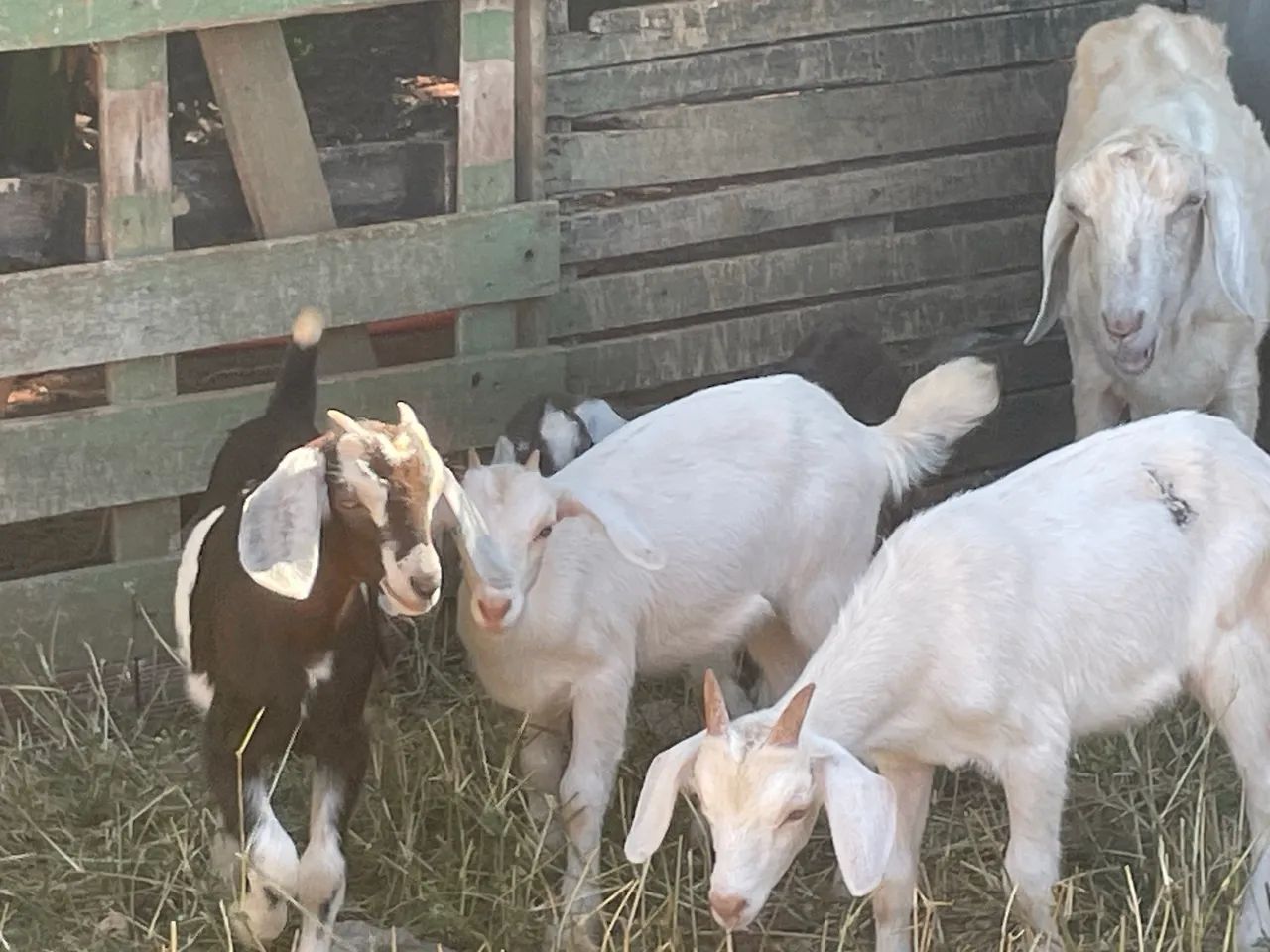 Vende cabritos 3 meses