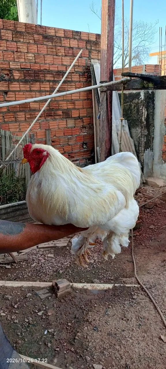Galo da raça Brahma  - Foto 5