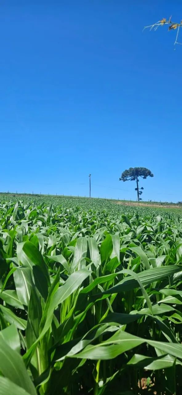 Terreno para sítio ou loteamento 