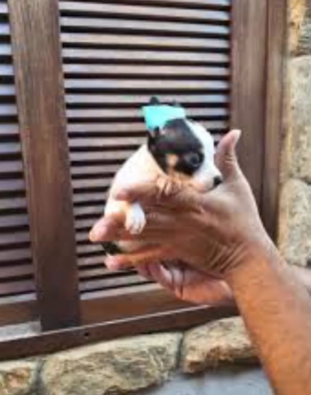 Pintier  mini