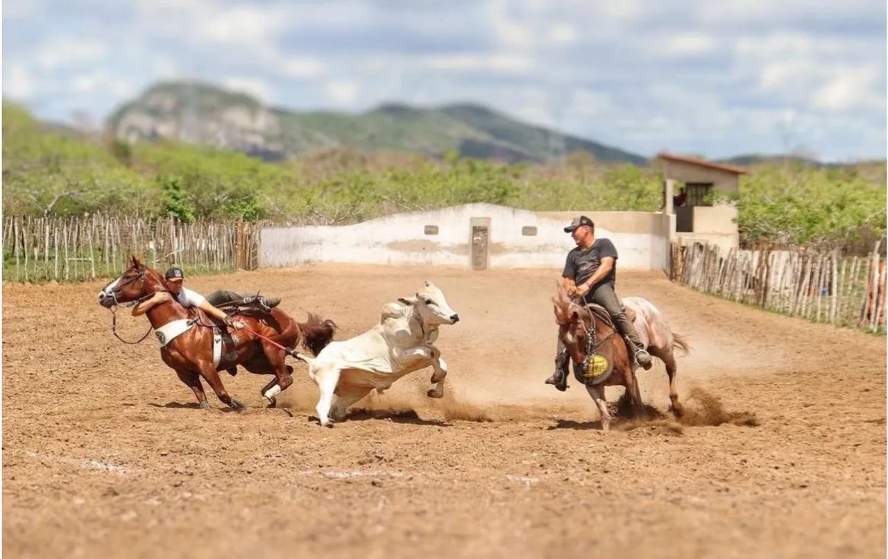 Cavalo de Esquerda PO - Foto 2