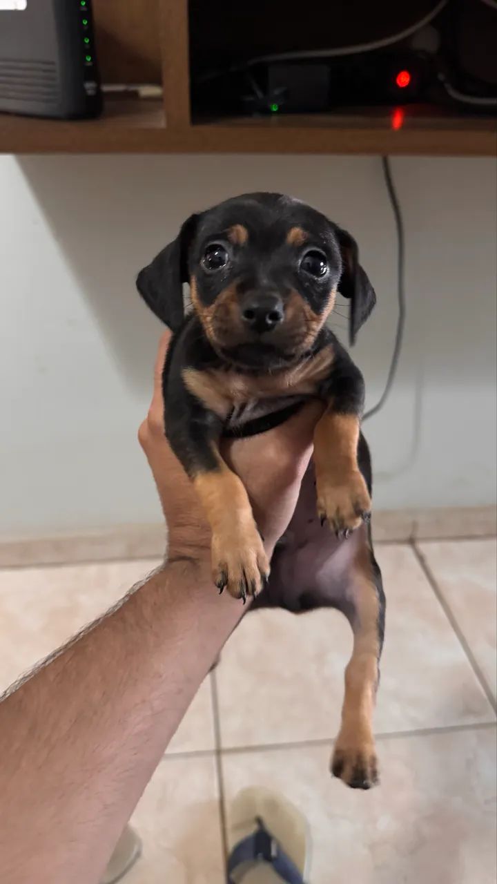 Pinscher macho