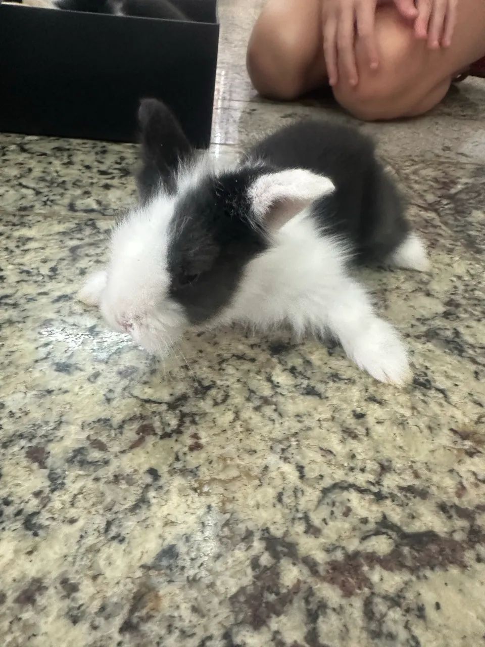 Coelhos Mini - Foto 5