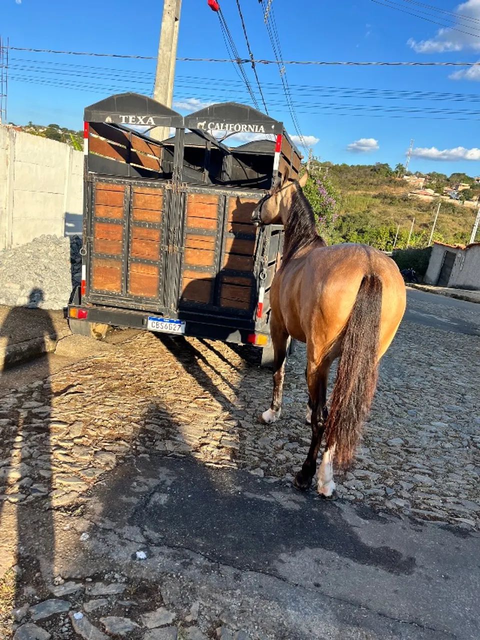 Cavalo marcha picada - Foto 4