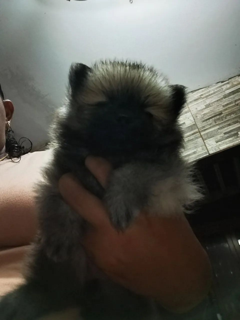 Spitz alemão anao - Foto 2