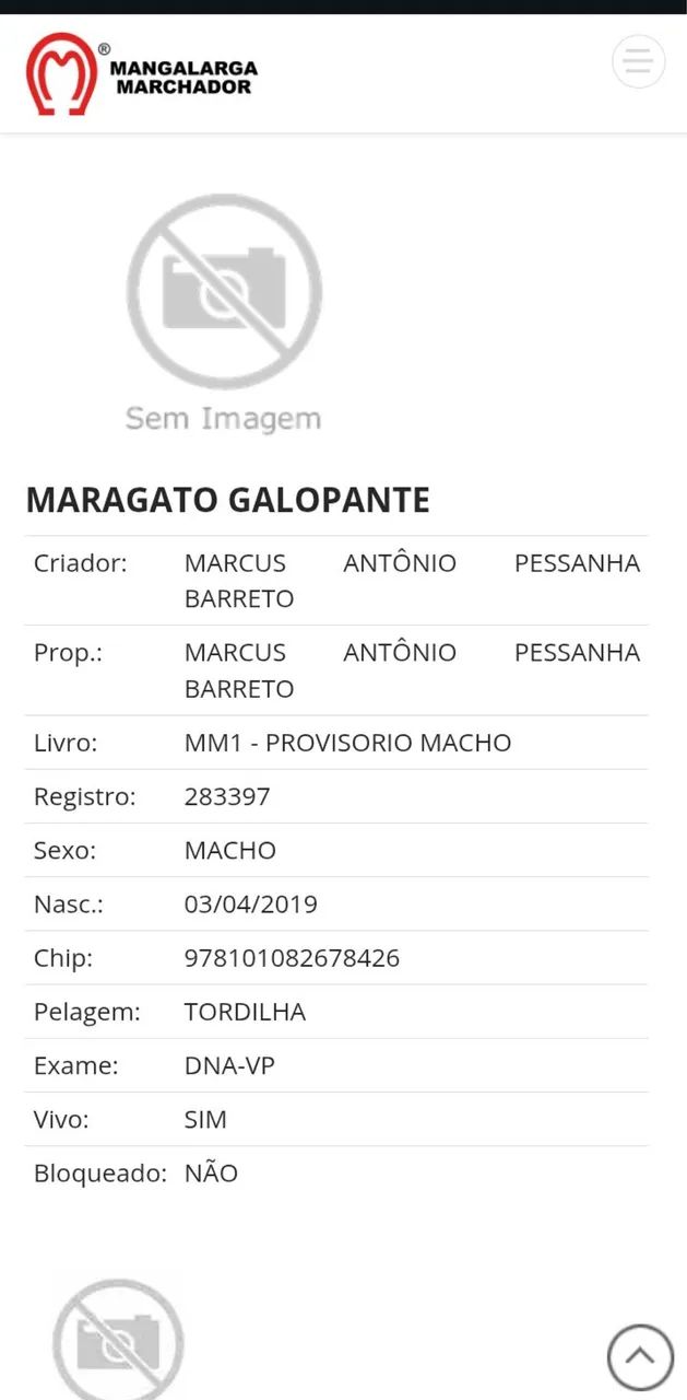 Cavalo  - Foto 4