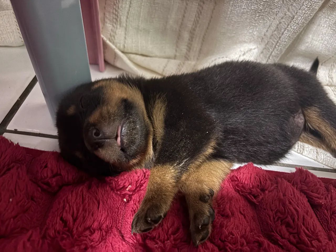Vendo filhote de rottweiler 