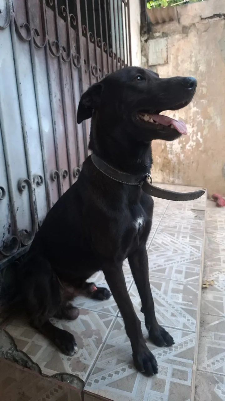 Adoção  - Foto 3